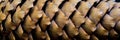 pine cone structure macro photo Royalty Free Stock Photo