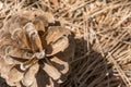 Pine cone structure Royalty Free Stock Photo