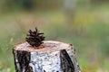 Pine cone on a stump in the forest. Selective focus