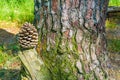 Pine cone on a stump with tree trunk forest background Royalty Free Stock Photo