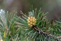 Pine cone in summer in Andorra