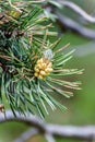 Pine cone in summer in Andorra