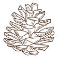 A pine cone. A symbol of the forest, autumn, and harvest. Botanical design element with outline. Doodle, hand-drawn. Flat design. Royalty Free Stock Photo