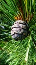 Pine Cone