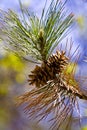 Pine cone tree Royalty Free Stock Photo