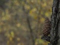 Pine cone on a tree branch in the forest with a beautiful blurred background Royalty Free Stock Photo