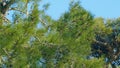 Pine Cone On A Pine Tree. Pine Cone And Branches. Green Needle Pine Tree. Tilt up.