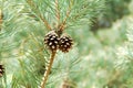 Pine Cone in tree Royalty Free Stock Photo