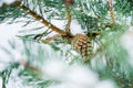 Pine cone on the tree covered with fresh snow Royalty Free Stock Photo