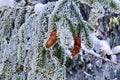 Pine cone and pine tree covered in snow Royalty Free Stock Photo