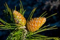 Pine cone on a pine tree in the green forest Royalty Free Stock Photo