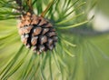 Pine cone tree nature Royalty Free Stock Photo