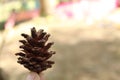 Pine cone on a tree Royalty Free Stock Photo