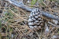 pine cone up close in the ground among the pine needles