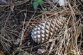 pine cone up close in the ground among the pine needles