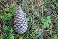 pine cone up close in the ground among the pine needles