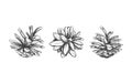 Pine cone . Vector hand drawn illustration. Isolated objects. Christmas cones set in sketch style Royalty Free Stock Photo