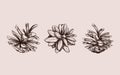 Pine cone . Vector hand drawn illustration. Isolated objects. Christmas cones set in sketch style Royalty Free Stock Photo