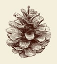 Pine cone Royalty Free Stock Photo