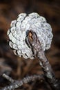A macro of pine cone attached to branch from back side, monochromatic textured design