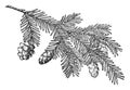 Pine Cone of Western Hemlock vintage illustration