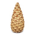 Pine-cone on a white background Royalty Free Stock Photo