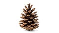 A pine cone on a white background (ai generated) Royalty Free Stock Photo