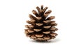 A pine cone on a white background (ai generated) Royalty Free Stock Photo