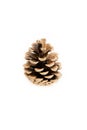 Pine cone, white background, isolated Royalty Free Stock Photo