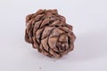 Pine cone on a white background isolated Royalty Free Stock Photo