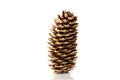 Pine cone on white background.Isolated object Royalty Free Stock Photo