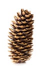 Pine cone on white background.Isolated object Royalty Free Stock Photo