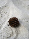 Pine cone on the white sand beach Royalty Free Stock Photo