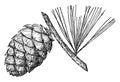 Pine Cone of Whitebark Pine vintage illustration