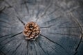 Pine Cone on Wooden Texture Background, Close-Up of Nature Dry Pine Cone Isolated on Tree Wood Annual Ring. Brown Pine Seed for