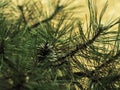 Pine cone on the background of the setting sun