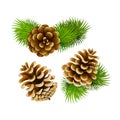 Pine cones Royalty Free Stock Photo