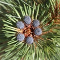 Pine cones Royalty Free Stock Photo