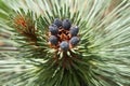 Pine cones Royalty Free Stock Photo