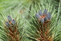 Pine cones Royalty Free Stock Photo