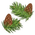 Pine cones