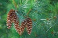 Pine Cones Royalty Free Stock Photo