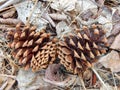 Pine Cones against background of Pine Needles and dead leaves