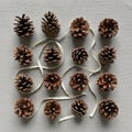 Pine cones arranged in a grid pattern on a textured gray surface Royalty Free Stock Photo