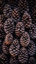 Pine cones background. Pine cones background. Pine cones background .