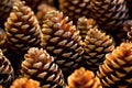 Pine cones background. Close-up of pine cones texture. Generative AI Royalty Free Stock Photo