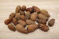 pine cones background Royalty Free Stock Photo