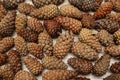 pine cones background Royalty Free Stock Photo