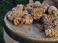 Pine cones on a barrel, Siberia, Russia