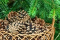 Pine cones in a basket with branches of conifer close up Royalty Free Stock Photo